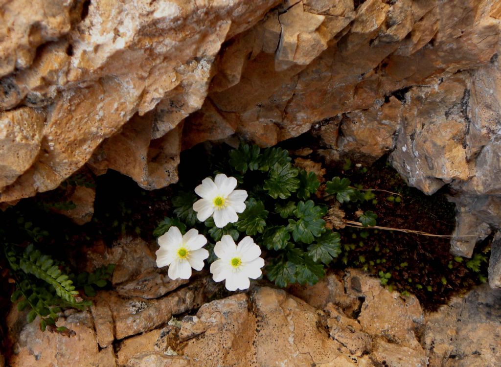 quale Ranunculus ?  Ranunculus bilobus